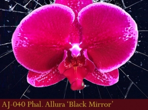 AJ-040 Phal. Allura 'Black Mirror'