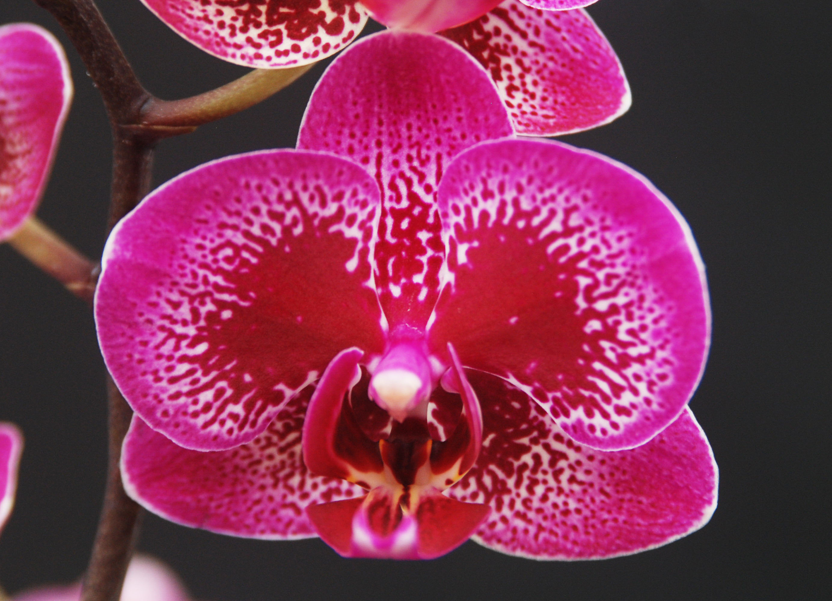 Орхидея бургунди