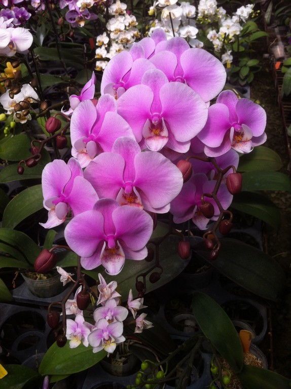 Large Flowers